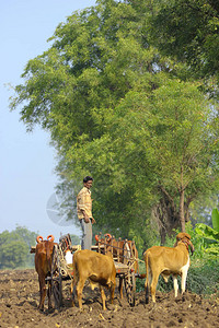 牛车上的印度农民图片