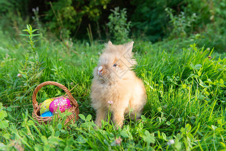 草丛中春天质的兔子图片