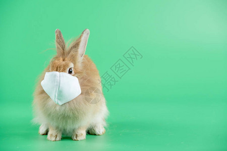 带面罩的棕色小兔子坐在绿色屏幕或背景上图片