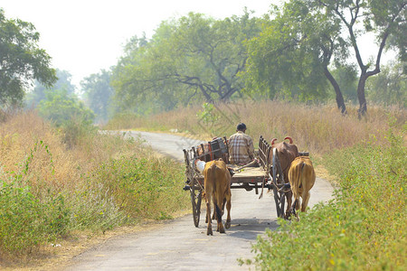 牛车上的印度农民图片