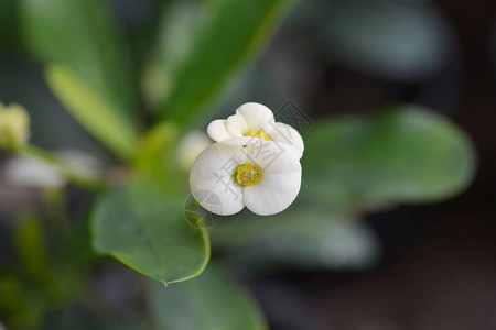 白基督刺花拉丁名Euphorbia图片