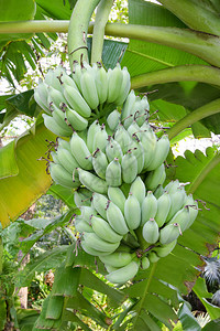 花园里的香蕉树图片