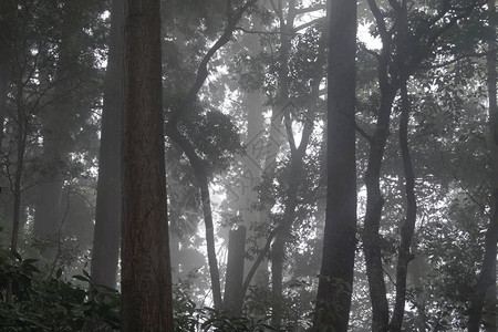 食雾森林图片