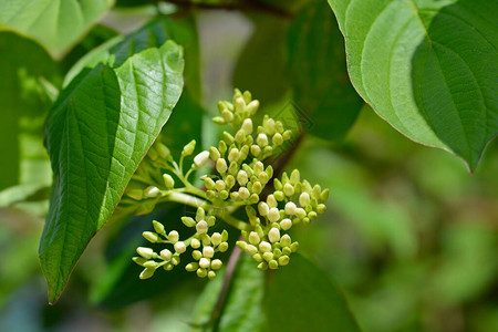 西伯利亚山茱萸拉丁名CornusalbaSi高清图片