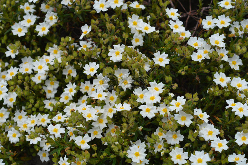 窄叶岩蔷薇白花拉丁名Cistusmonspel图片