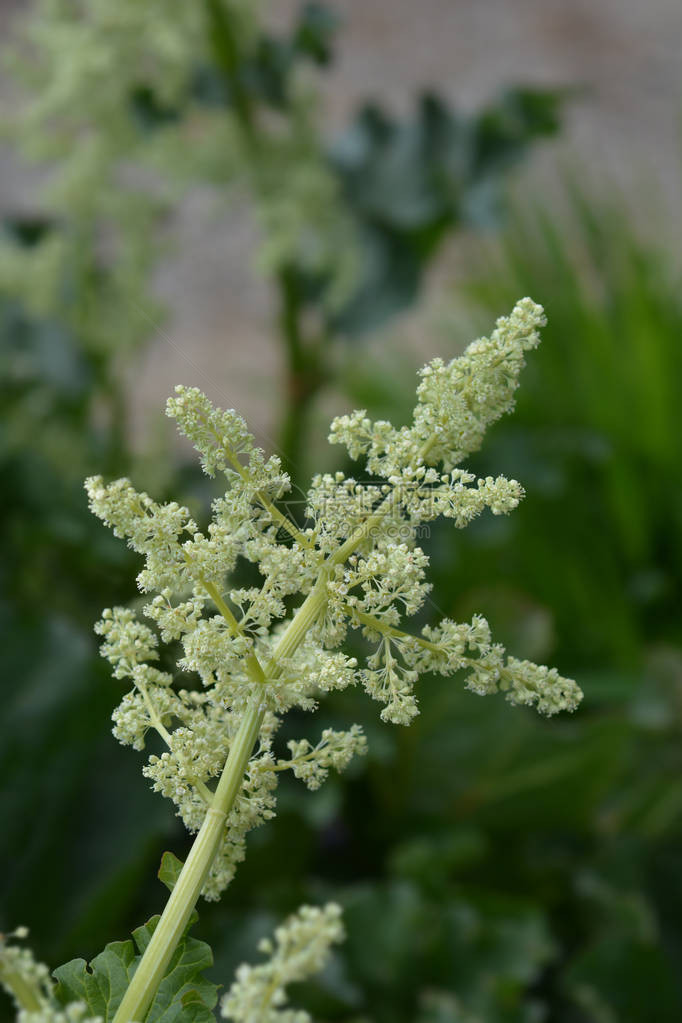 花园大黄花拉丁名Rheumrhaba图片