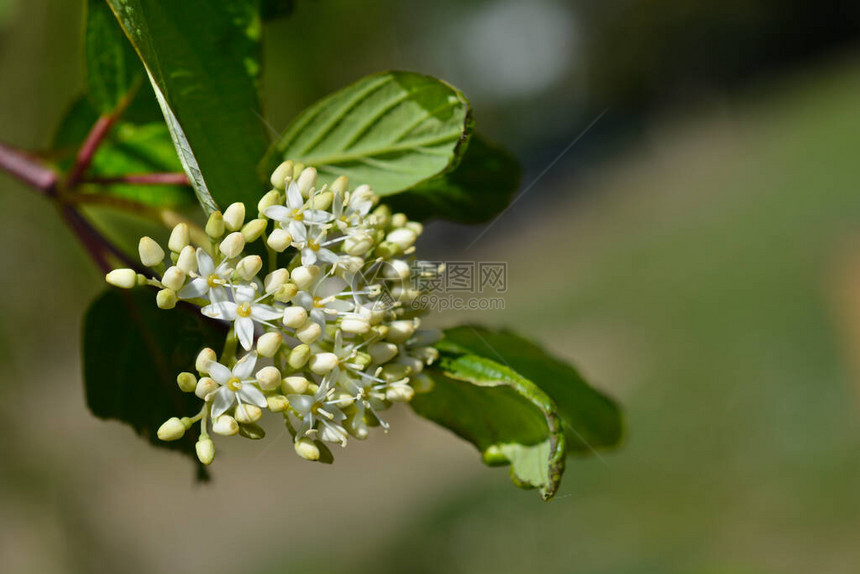 西伯利亚山茱萸拉丁名CornusalbaSi图片