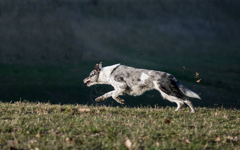 野外的边境牧羊犬牧羊犬品种图片