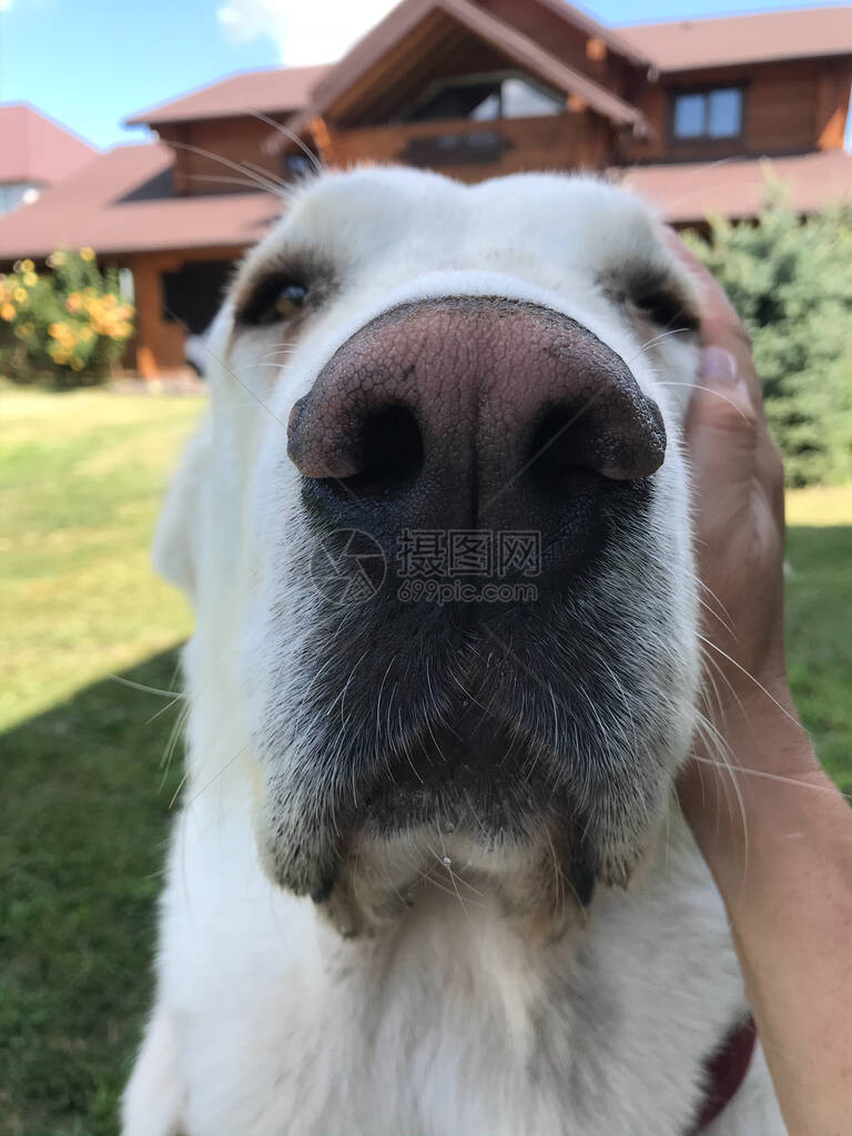 花园里可爱的中央亚洲牧羊犬肖像黑警犬图片