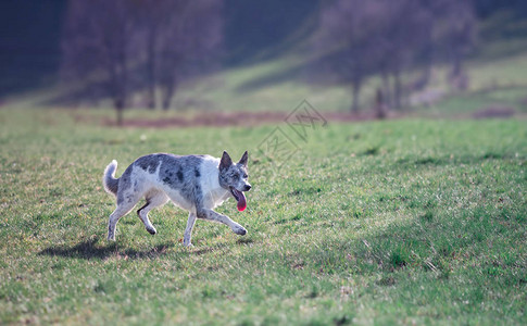 野外的边境牧羊犬牧羊犬品种图片