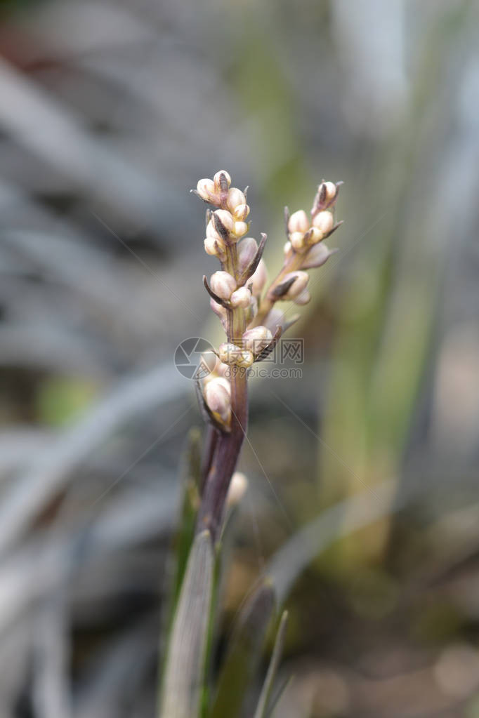 黑蒙多草花蕾拉丁名OphiopogonplaniscapusNigr图片