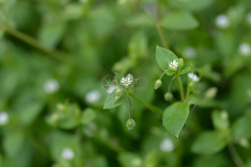 普通繁缕拉丁名Stellaria图片