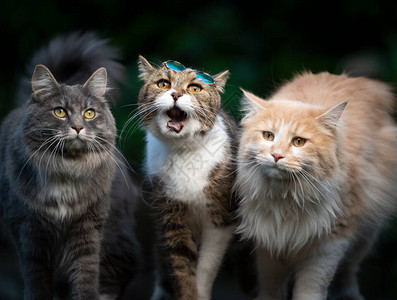 三只不同颜色和品种的猫肩并站立在图片