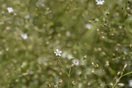 婴儿呼吸小花拉丁名Gypsophilapani图片