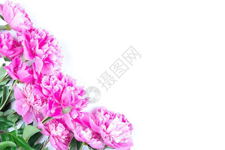 一束粉红小马花束以白色背景与图片