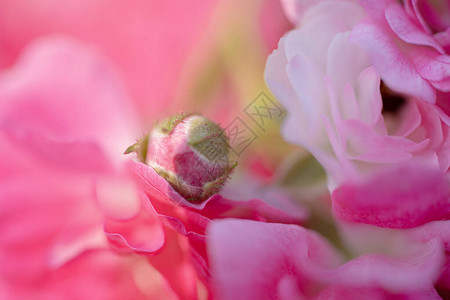 美丽的粉红色玫瑰贴近背景图片