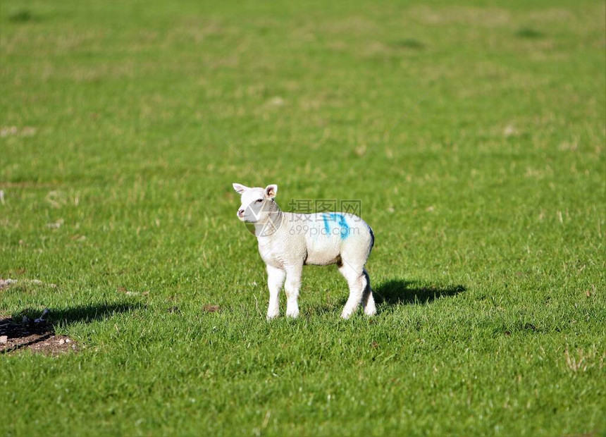 在绿地的春天羊羔上画了1图片