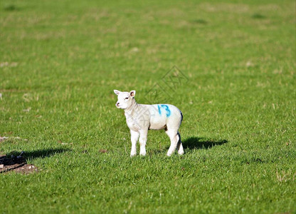在绿地的春天羊羔上画了1图片