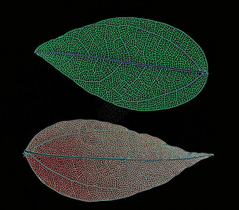 美丽的彩色透明叶骨架图片