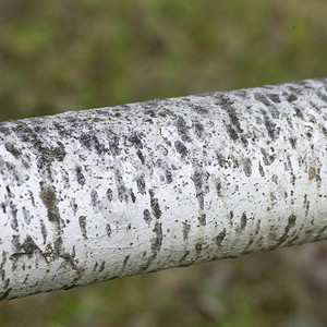 白桦树皮的近景图片