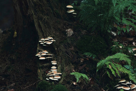 树干上的白蘑菇在森林图片