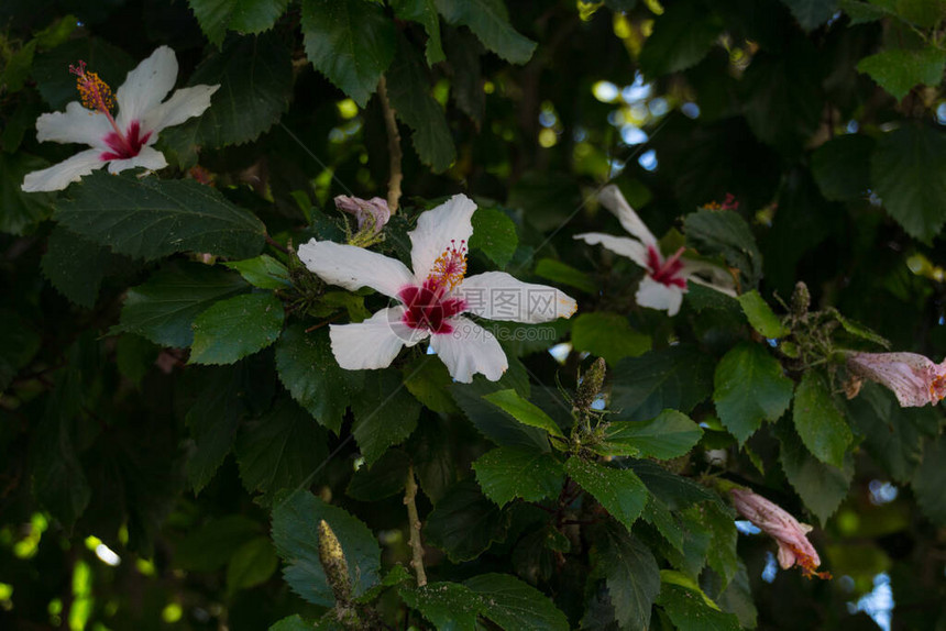 白碧须花是马尔瓦切阿庄园家族的花草之精一图片