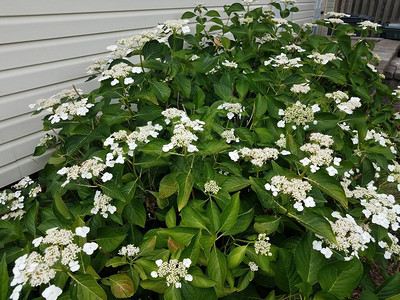白花开在有绿叶的Hydrang图片
