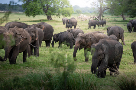 斯里兰卡美丽风景中的野大象高清图片