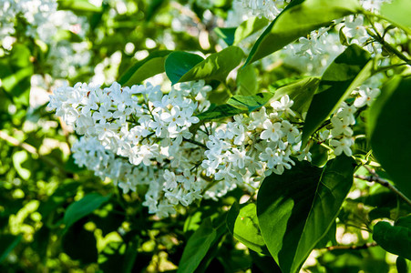 春天的花朵白色开花的丁香的一个分支图片