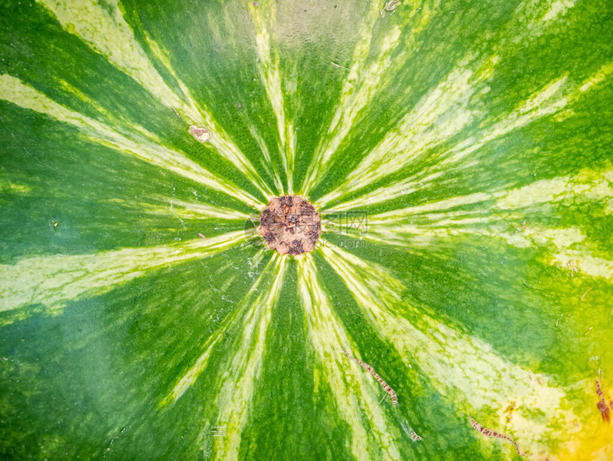 一个绿色条纹西瓜的表面纹理浆果食物照片您的文本的地方西瓜的收获背景图片海报商店橱窗的广图片