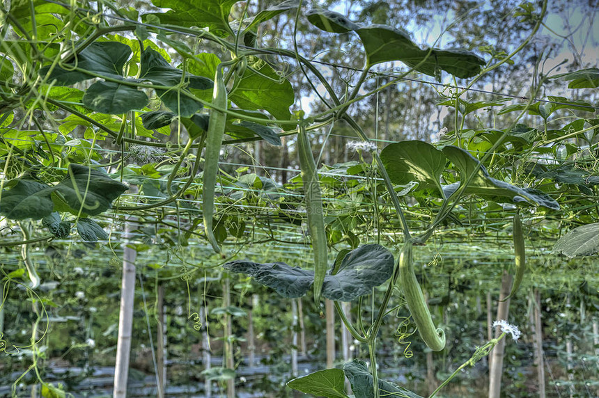 挂蛇瓜菜场图片