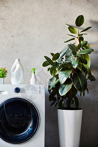 的白色洗衣机上的植物图片