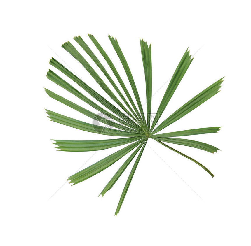 绿色棕榈叶形态风力图片