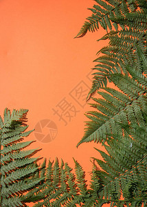 橙色背景的自然生叶空间矿井的一个位置垂直方向以图片