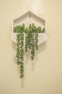 装饰植物的白色托盘安装在浴室的白色墙壁上美丽的房间内部与墙壁装图片