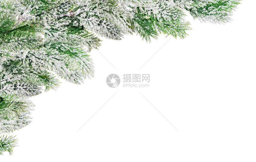 白色背景中孤立的雪上松树枝边图片