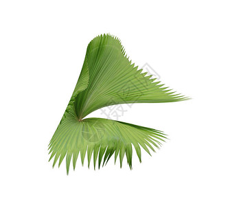 热带自然绿色棕榈叶模式图片