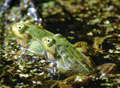 绿蛙在浮萍池塘里游泳图片