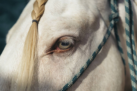 一匹白马的惊人的绿色眼睛图片