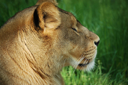 在绿草中休息的母狮肖像的特写侧视图图片