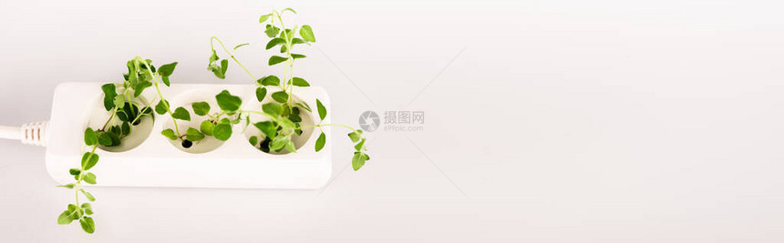 从电源扩展器插座中生长的绿色植物白色背图片