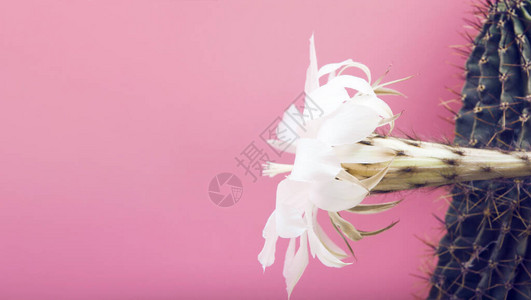 白花的仙人掌植物图片
