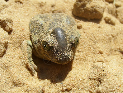 青蛙坐在沙子里图片