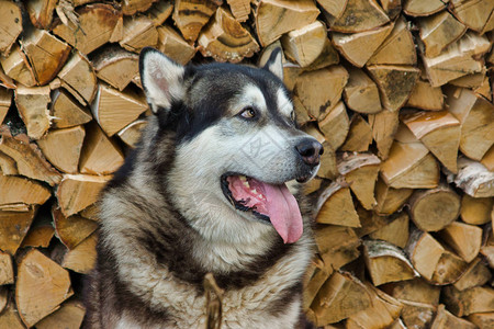 摆在大自然中的雪橇犬品种狗雪橇犬灰白色家里的图片