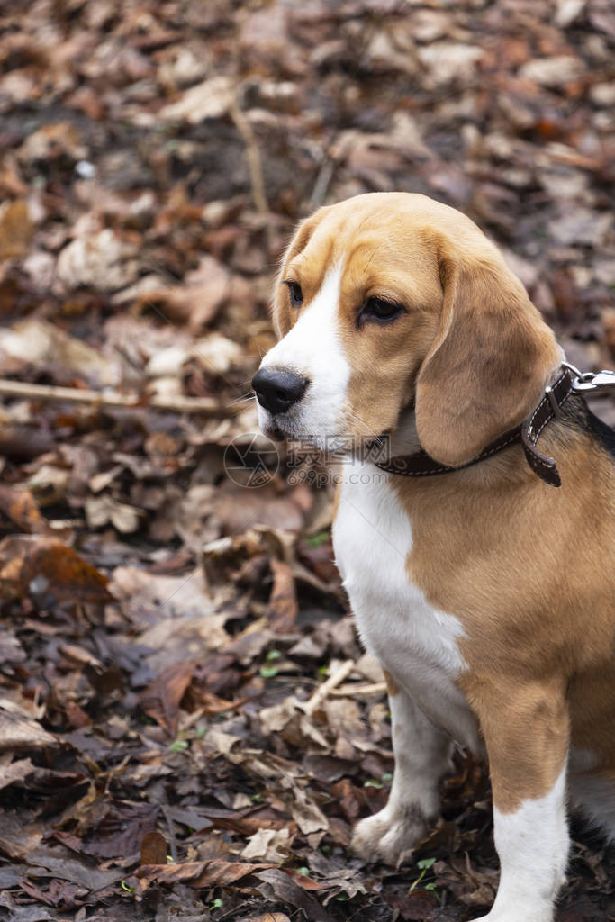 秋天森林里的狗品种比格犬图片