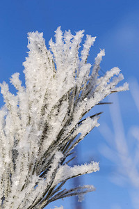 松树枝被冰雪的大气中图片