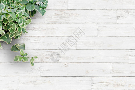 白色背景木板和室内植物背景图片