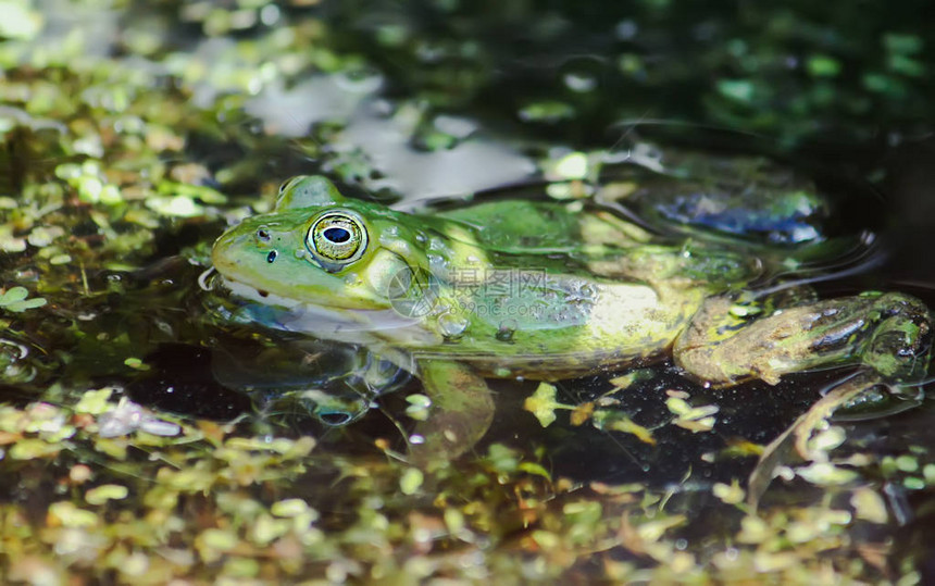 绿蛙在浮萍池塘里游泳图片