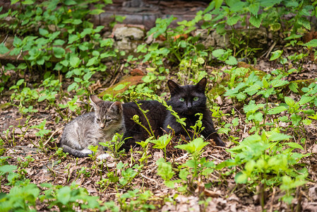 流浪小猫和黑母猫在夏天的破烂房图片