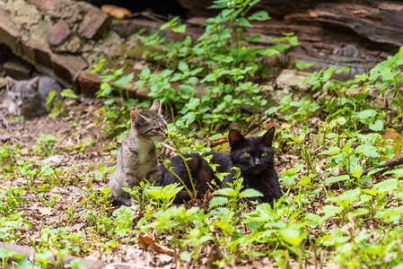 流浪小猫和黑母猫在夏天的破烂房图片